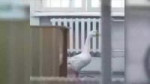 15094655411392.webm