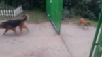 15437516247262.webm