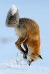 12ff8e88bc7e6dc25ff70b88849190c0--great-shots-fox-hunting.jpg