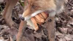 150430-news-chernobyl-fox-sandwich-vin.jpg