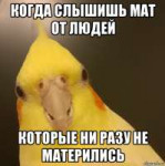 vozmucshyonnyy-popugay92463592orig.png