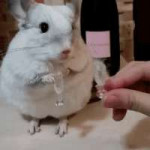 1455052136895.gif