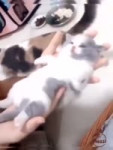 15596530349960.mp4
