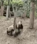 панда.mp4
