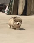 15314188679720.mp4