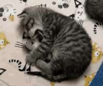 gif-1914105151.gif