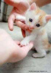 Sweet Baby Cat Funny Images MyWhatsappimages.blogspot.com  [...].jpg