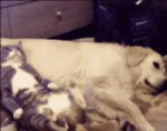 tenorgif-1077651727.gif
