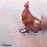 15263268061000.webm