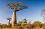 baobab.jpg