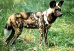 Africanwilddog2.jpg