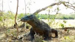 KomodoDragoneatingmonkey.FbMelinkRinca.mp4