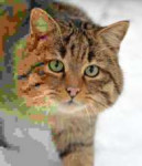 Felissilvestrissilvestrissmallgradualdecreaseofquality