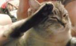 кот честь.jpg