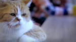 14655864221711.webm