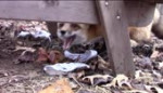15198554504340.webm