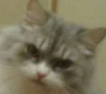 кот нед.PNG