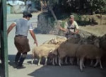 videoplayback (1).webm
