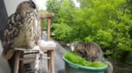15214771262170.webm