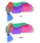 how-to-draw-wings-ventral-dorsal-bird-7.png