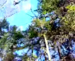 15220139605340.webm