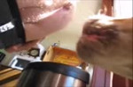 собака ест говно из жопы.webm