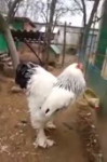 15219286815290.webm