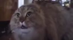 Apink NONONO ( cat cover ).webm