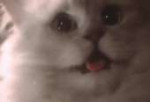 n6cvzZci.gif
