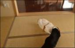 Flying-kitty-surprise-attack.gif