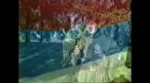 14634419881451.webm