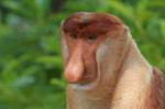 640px-Proboscismonkey(Nasalislarvatus)malehead.jpg