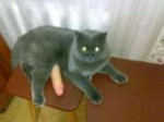 Кот с яйцами.jpg
