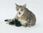 cat-birth-3.jpg