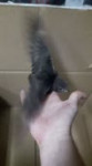 20180627190816.webm