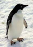 krillpenguinfig1550.jpg