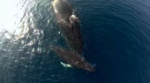 GoPro Humpback Whale Breach - Mother & Calf.mp4