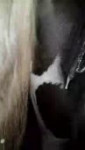 1220 - anus artisthorse365555 closeup cum cuminside dirtyan[...].mp4