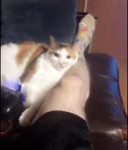 Кусь.webm