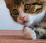 15396391159600.gif