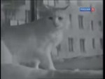 дети.webm