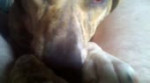 15370795761310.webm
