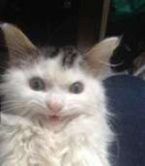 котэ-4705246.jpeg