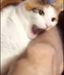 15400050954470.webm