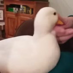 15386981749630.webm