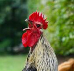 foghorn-blue-maran-rooster-crowing-in-fruit-orchard-81.jpg