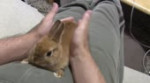 rabbitmassage.webm