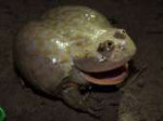 11-54-02-Lepidobatrachus laevis 11oct13 toledo def.JPG