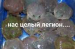 1542877731247.png