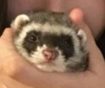 image.jpeg